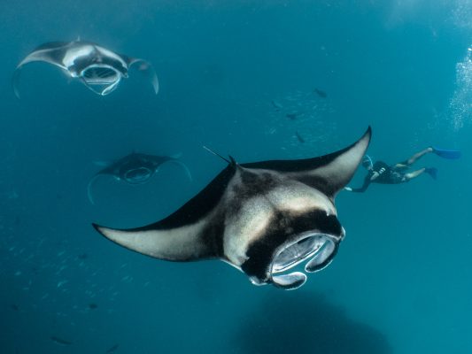 Dive Butler Fabien