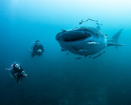 Jamie-Scuba-Diving-Life-Butler-3-2