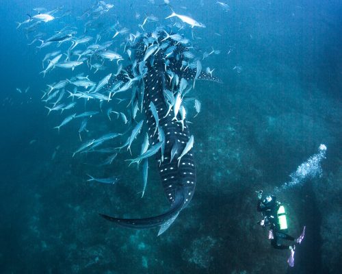 Jamie-Scuba-Diving-Life-Butler-5-2