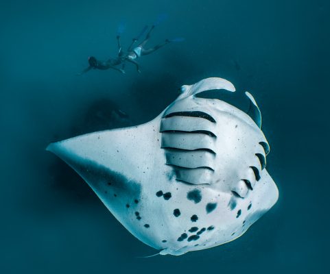 Silent Auction for World Ocean Day