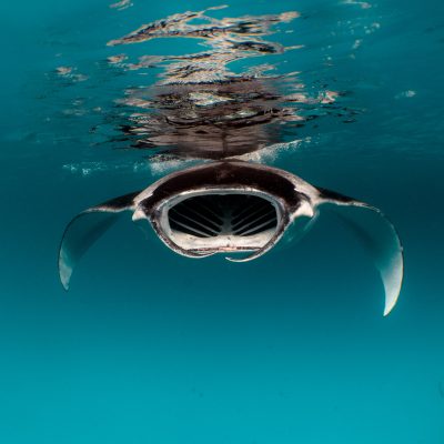 Silent Auction for World Ocean Day