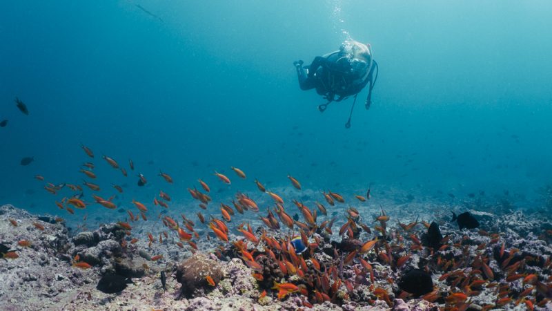 Sophie Morgan, Dive butler Ambassador, underwater diving in the Maldives over a reef 