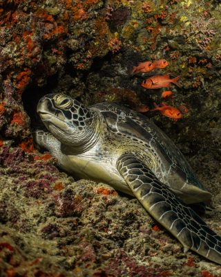 Dive Butler Green Turtle