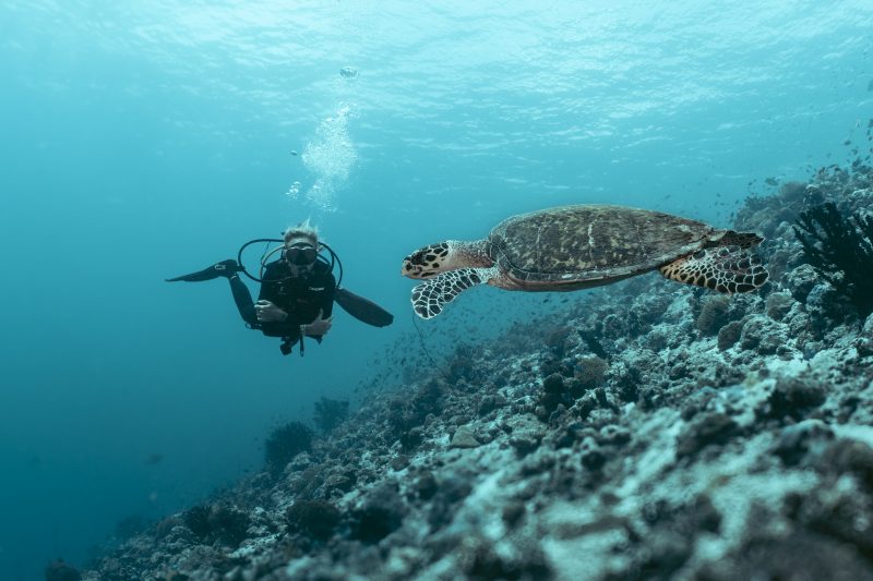a diver on a reef in the maldives with a hawksbill turtle in front