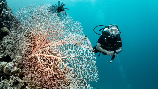 a diver on a reef in the maldives behind a large fan coral