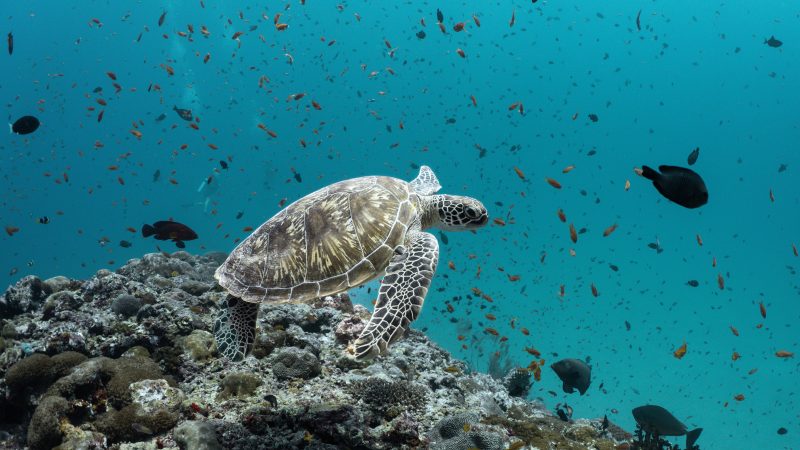 a green turtle swimming over the top of a reef in the maldives surrounded by lots of small reef fish