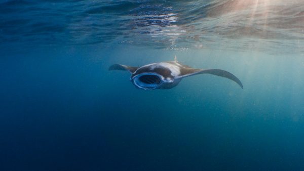 Manta ray swimming in open ocean, symbolising high seas protection