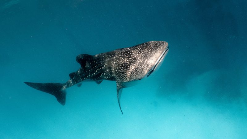 whale shark in clear blue water in the maldives